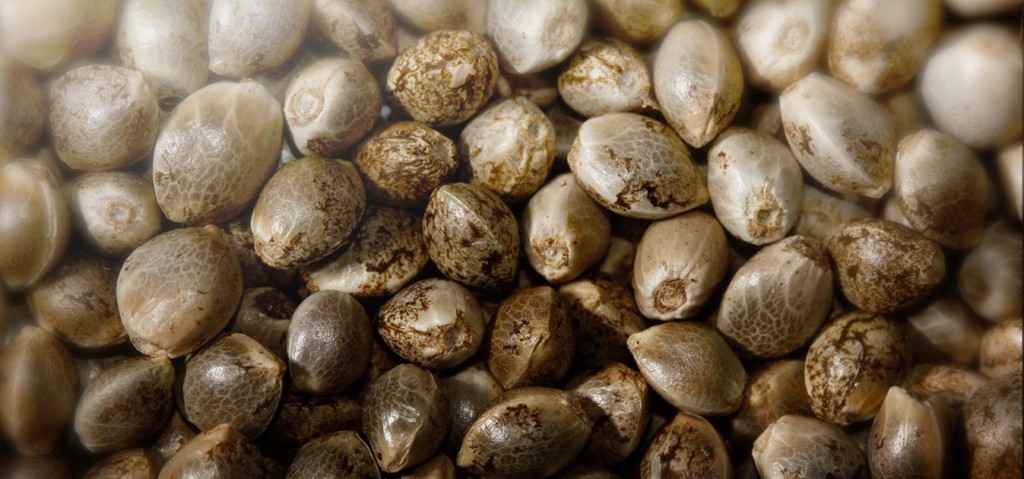 cannabis-sativa-seeds